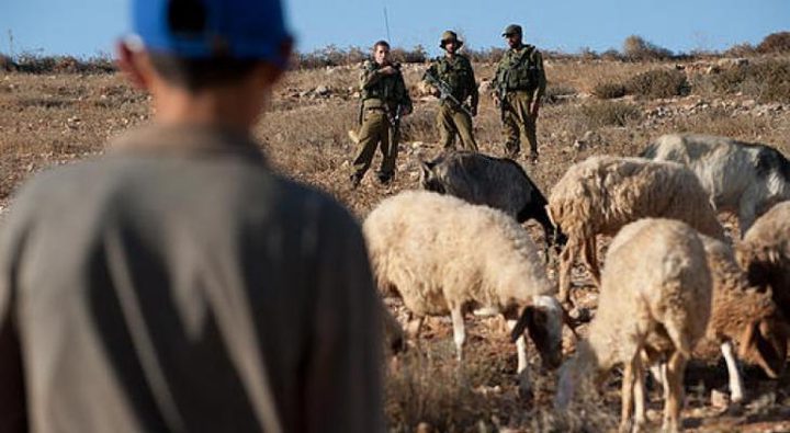 A settler runs over cattle in the northern Jordan Valley