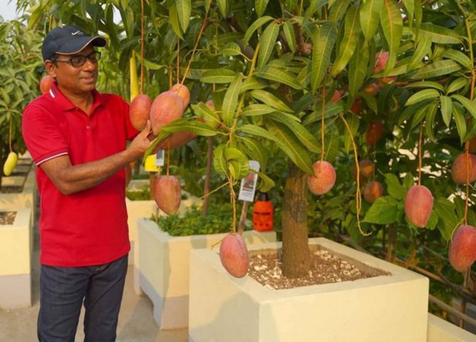 India: Cameras and guards to save the most expensive type of "mango" in the world