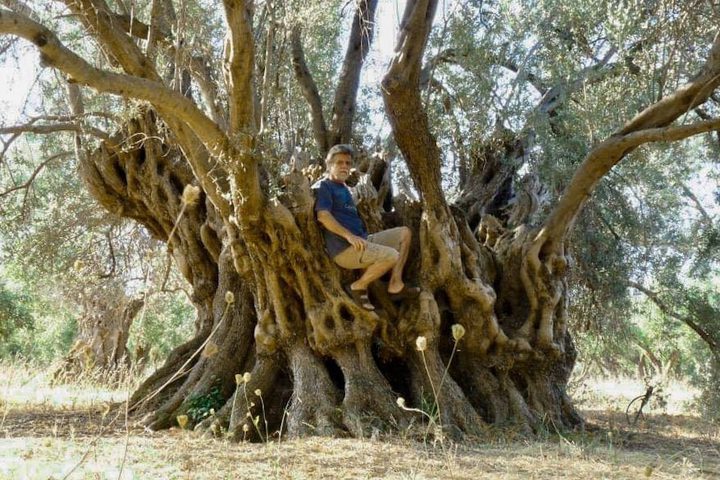 Greece... Burning 2500-year-old olive tree